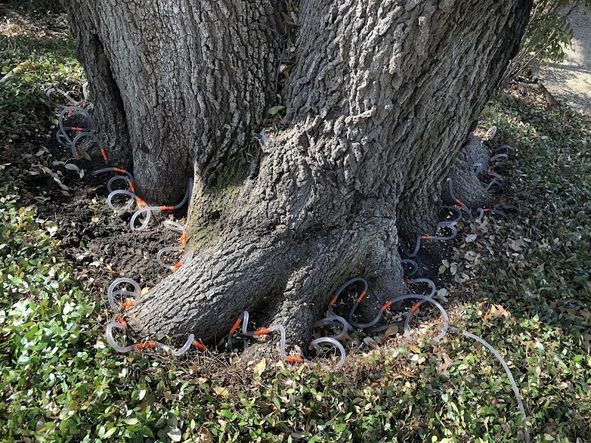 Detailed Tree Cabling and Bracing job site in Sunny Side