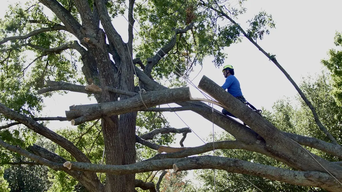 Professional Crown Thinning performed by certified arborists in Sunny Side
